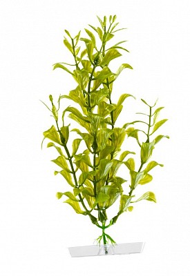 Rostlinka Hygrophila zelená 18-21cm