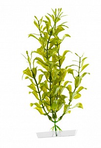 Rostlinka Hygrophila zelená 13-16cm