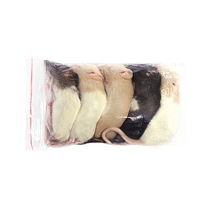 Potkan 150-200g 10ks, mražený